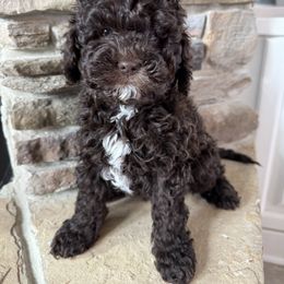 Cockapoo puppies from Maple’s Cockapoo's and Libby's Schnauzer Puppies