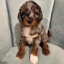 Timber - Merle male Cockapoo puppy in Fortuna, California from Dalton Poodles and Doodles