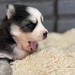 Girl 2 - Black and white female Pomsky puppy in Mesa, Arizona from Platinum Pomskies