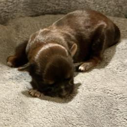 Copper - Red male Shih Tzu puppy in Pleasant Shade, Tennessee from Kuntry Tyme Shih Tzu