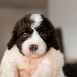 Aurora, Girl - Brown and white female Bernedoodle puppy in Maricopa, Arizona from Desert Ridge Doodles
