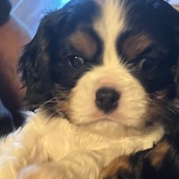 Boy 3 - Cavalier King Charles Spaniel puppy in Morriston, Florida from Cutesy Cavaliers