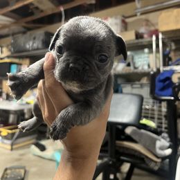 French Bulldog Puppies from Psycho Frenchies