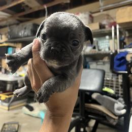 French Bulldog Puppies from Psycho Frenchies