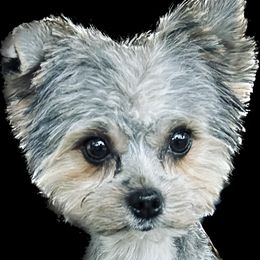 Hera - Yorkshire Terrier