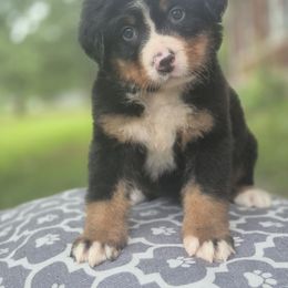 Faith - Black rust and white female Bernese Mountain Dog puppy in Argyle, Iowa from Sugar Creek Kennels