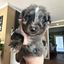 Violet - Blue merle female Australian Shepherd puppy in Albertville, Alabama from Salt Creek Aussies