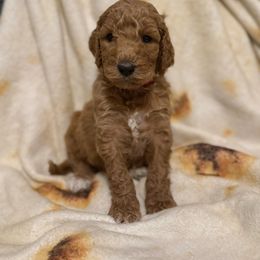 Rudy - Apricot male Goldendoodle puppy in Inez, Texas from Heavenly H Doodles