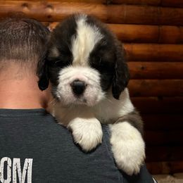Green Collar - Brown and white male Saint Bernard puppy in New York from Johnson Farms