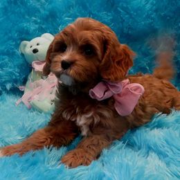 Cavapoo and Maltipoo Puppies from Knight Pups