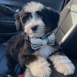 Bernedoodles, Double Doodles, and Goldendoodles from Florida Doodles