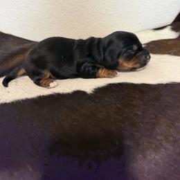 Boy 2 - Chocolate and tan male Dachshund puppy in Kersey, Colorado from Ranchin Doxies