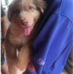Australian Shepherd All Grown Up from RyCharlian Oaks
