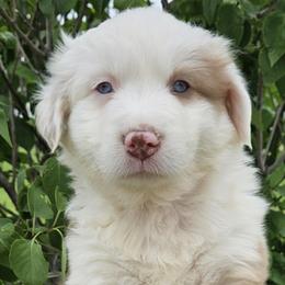 Australian Shepherds from County Line Aussies