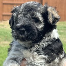 Colt - Parti male Miniature Schnauzer puppy in Pflugerville, Texas from K&K Precious Tx schnauzers