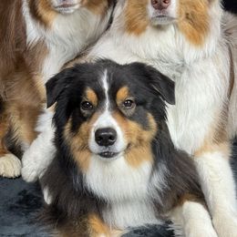 Australian Shepherds from Trailside Aussies