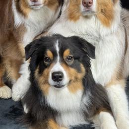 Australian Shepherds from Trailside Aussies