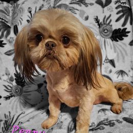 Penny - Shih Tzu
