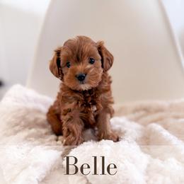 Belle - Red  female Goldendoodle puppy in Melba, Idaho from KZ Doodles