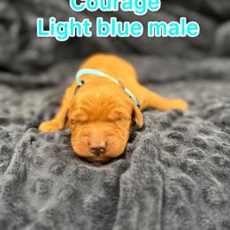 Baby blue male - Golden male Golden Retriever puppy in Salt Lake City, Utah from Soaring golden retrievers