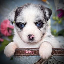 Betsy - Blue merle female Miniature Australian Shepherd puppy in Chino Valley, Arizona from BlueZion Aussies