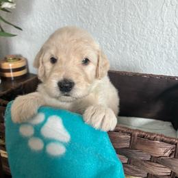 Club - Cream female Goldendoodle puppy in Calhan, Colorado from Snowy Goldens LLC