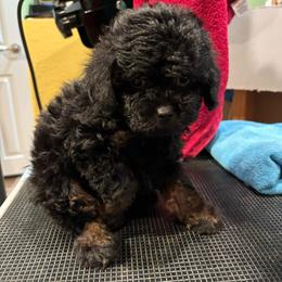 Dean (White collar boy) - Phantom male Poodle puppy in Eagle Mountain, Utah from Liberty Farms Puppies