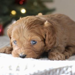 Glow - Apricot female Cavapoo puppy in Lewisburg, Pennsylvania from Cinda's Cavapoos