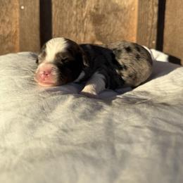 Juliet - Blue merle female Aussiedoodle puppy in Eastland, Texas from H5 Mini Doodles