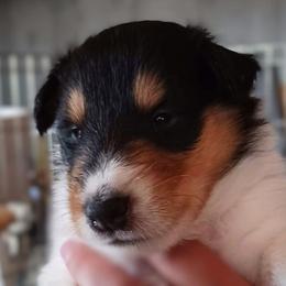 Knight (Tri Boy 7) - Black white and tan male Collie puppy in Nunn, Colorado from Kingsgift Collies