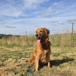 Golden Retriever puppies from SnowPeakPaws