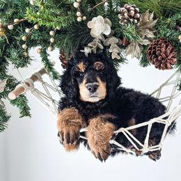 Glenn - Phantom male Poodle puppy in Gaylord, Michigan from Dog Mom Co.