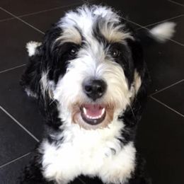 Bernedoodles from Majestic Hill Mini Bernedoodles LLC
