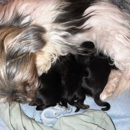 Morkie Puppies from McConnell’s Morkies