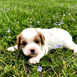 Lily - Blenheim female Cavalier King Charles Spaniel puppy in Pennsylvania from Julie's Cavalier King Charles Spaniels