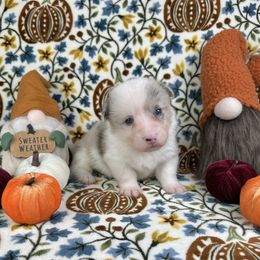 Apollo - Brindle merle and white male American Corgi puppy in Waskom, Texas from Piney Woods Corgis