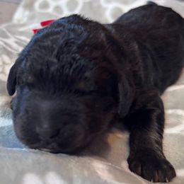 Red - Black and white female Bernedoodle puppy in Toledo, Ohio from Avery Doodle Day LLC