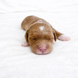 Luna - Red  female Goldendoodle puppy in Springfield, Ohio from Dawson's Royal Companions