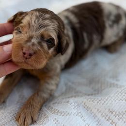 Orange collar boy - Chocolate merle male Bernedoodle puppy in Colorado Springs, Colorado from Mercy Mountain Bernedoodles