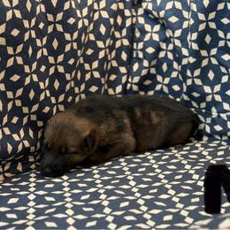 No Collar - Sable female German Shepherd puppy in Riverside, California from Von Der Sagobi