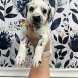 Lava Lamp - White and black female Dalmatian puppy in Gray, Georgia from Fuller Spots