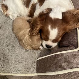 Cavalier King Charles Spaniel and Cavapoo Puppies from CK Cavaliers
