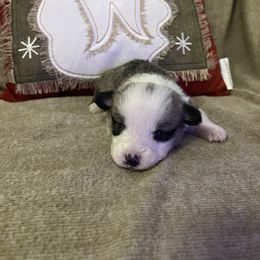 Red boy 2 - Red male Pembroke Welsh Corgi puppy in Waxahachie, Texas from 4G Farms Corgi’s