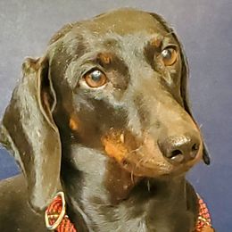 Bella - Dachshund