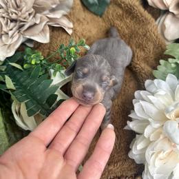 Dachshund Puppies from Harrison Farm