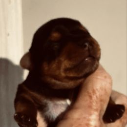 Archie - Black and tan male Yorkshire Terrier puppy in Kingston, Oklahoma from Lake Life