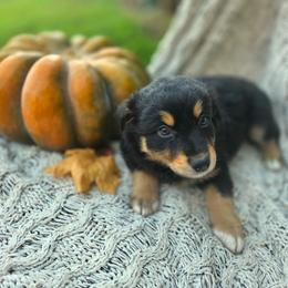 Freddy - Black tri-color male Australian Shepherd puppy in Salem, Oregon from Steady Aim Aussies