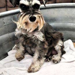 Misha - Black and silver female Miniature Schnauzer puppy in Coarsegold, California from Halo Schnauzer