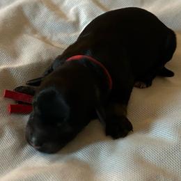 Ace - Black male Miniature Schnauzer puppy in Newburgh, Indiana from Lakehouse Miniature Schnauzers of Southern Indiana