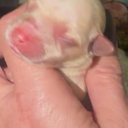 Harrison - Tan male Morkie puppy in Winston Salem, North Carolina from Patty’s Paws